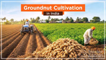 The Cash Crop Under the Earth: An Overview of Groundnut Cultivation Article