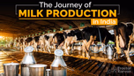 The Journey of Milk Production in India Article