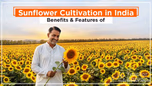 Sunflower Cultivation in India: A Complete Guide for Farmers Article