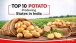 Top 10 Potato Producing States in 2026 Article