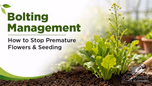 Bolting Management: How to Stop Premature Flowers & Seeding Article