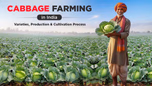 Cabbage Farming in India: Varieties, Production & Cultivation Process Article