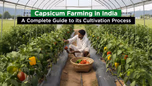 Capsicum Farming in India: A Complete Guide to its Cultivation Process Article