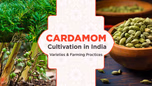 Cardamom Cultivation in India: Varieties & Farming Practices Article