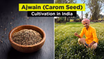 Ajwain (Carom Seed) Cultivation in India: Tip for Successful Farming Practices Article