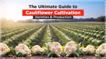 The Ultimate Guide to Cauliflower Cultivation: Varieties & Production Article