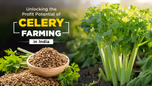 Unlocking the Profit Potential of Celery Farming in India Article