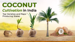 Coconut Cultivation in India: Top Varieties and Major Producing States Article Coconut Cultivation in India: Top Varieties and Major Producing States Article