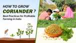 How to Grow Coriander: Best Practices for Profitable Farming in India Article