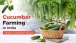 Cucumber Farming in India: Varieties & Cultivation Process Article