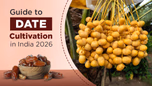 Guide to Date Cultivation in India 2026 Article