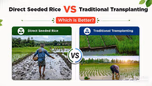 Direct Seeded Rice vs Traditional Transplanting: Which is Better? Article