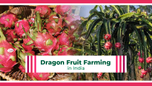 How to Set Up a Dragon Fruit Farm in India – Process, Economics and Schemes Article How to Set Up a Dragon Fruit Farm in India – Process, Economics and Schemes Article