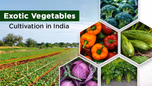 Exotic Vegetables Cultivation in India: Popular Exotic Vegetables Article Exotic Vegetables Cultivation in India: Popular Exotic Vegetables Article