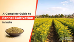 A Complete Guide to Fennel Cultivation in India Article