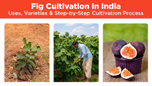 Fig Cultivation in India: Uses, Varieties & Step-by-Step Cultivation Process Article