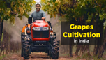Ultimate Guide to Grapes Cultivation in India Article