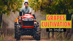 Grapes Cultivation in India Article