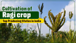 Exploring the Cultivation of Ragi Crop: Top Producing States in India Article