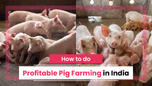How to do Profitable Pig Farming in India - A Comprehensive Guide Article How to do Profitable Pig Farming in India - A Comprehensive Guide Article