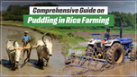 A Comprehensive Guide on Puddling in Rice Farming: Article
