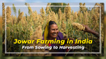 Jowar Farming in India: From Sowing to Harvesting Article Jowar Farming in India: From Sowing to Harvesting Article