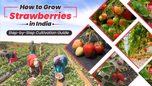 How to Grow Strawberries in India: Step-by-Step Cultivation Guide Article