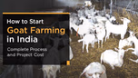 How to Start Goat Farming in India: Complete Process and Project Cost Article