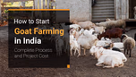 How to Start Goat Farming in India: Complete Process and Project Cost Article