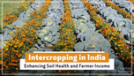 Intercropping in India: Enhancing Soil Health and Farmer Income Article Intercropping in India: Enhancing Soil Health and Farmer Income Article
