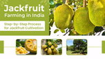 Jackfruit Farming in India – Step-by-Step Process for Jackfruit Cultivation Article