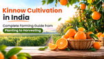 Kinnow Cultivation in India: Complete Farming Guide from Planting to Harvesting Article