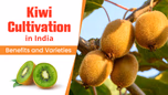 Kiwi Cultivation in India: Benefits and Varieties Article