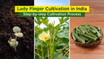 Lady Finger Cultivation in India: Varieties, Production & Step-by-step Cultivation Process Article