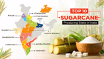 Top 10 Sugarcane Producing States in India in 2026 Article