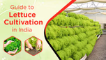 Lettuce Cultivation in India: From Sowing to Harvest Article