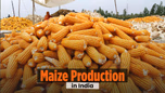 Maize Production in India Article