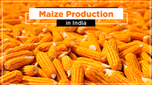 Maize Production in India Article