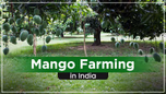Mango Farming in India: Step-by-Step Cultivation Process Article Mango Farming in India: Step-by-Step Cultivation Process Article