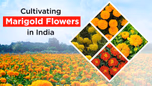 Cultivating Marigold Flowers in India: Its Importance & Varieties Article