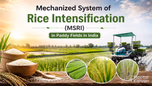 Mechanized System of Rice Intensification (MSRI) in Paddy Fields in India Article