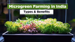 Microgreen Farming in India: Types & Benefits Article