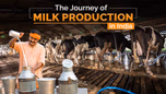 The Journey of Milk Production in India Article The Journey of Milk Production in India Article