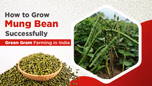 How to Grow Mung Bean Successfully: Green Gram Farming in India Article