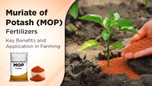 Muriate of Potash Fertilizers: Key Benefits and Application in Farming Article