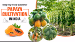 Step-by-Step Guide for Papaya Cultivation in India Article Step-by-Step Guide for Papaya Cultivation in India Article