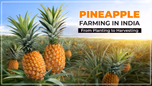 Pineapple Farming in India - From Planting to Harvesting Article