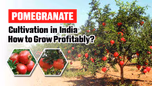 Pomegranate Cultivation in India: How to Grow Profitably? Article Pomegranate Cultivation in India: How to Grow Profitably? Article