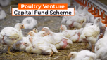 Poultry Venture Capital Fund Scheme: Poultry Subsidy, Eligibility, and How to Apply Article