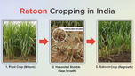 What is Ratoon Cropping: Key Benefits & Suitable Crops Article